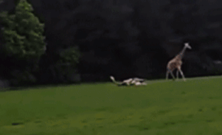 个子太高有时候也是一种悲哀动物gif搞笑图片