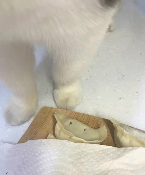 做个记号，谁今年有福气动物gif搞笑图片