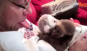 小猴子学主人吐舌头～好萌动物gif搞笑图片