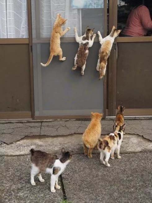 里面有好吃的,猫咪开始有组织的行动动物gif搞笑图片