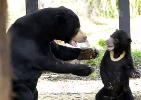 熊孩子，让妈妈来教教你动物gif搞笑图片