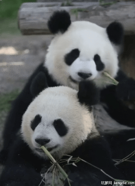 大熊猫依偎在一起吃竹笋gif动态图片动物gif搞笑图片