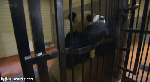 被关在笼子里的大熊猫成双gif动态图片