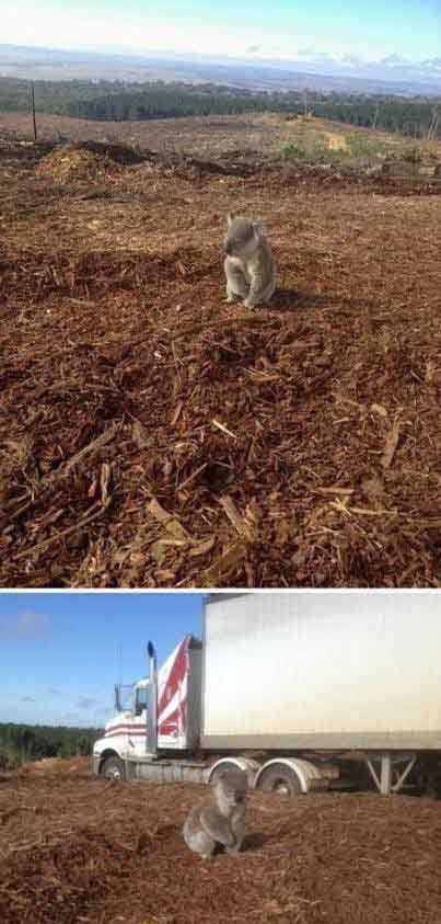 木有收到拆迁通知的考拉动物gif搞笑图片