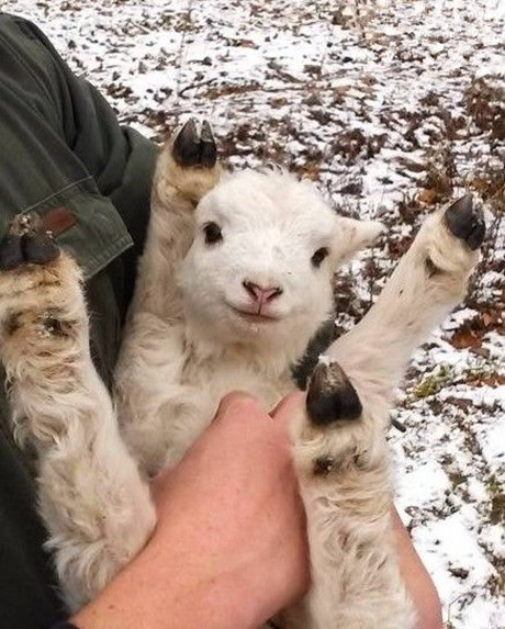 农场上刚出生2天的小羊，满满的萌感动物gif搞笑图片