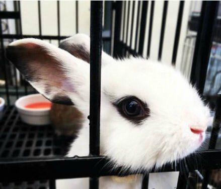 这只兔子颜值简直了！动物gif搞笑图片