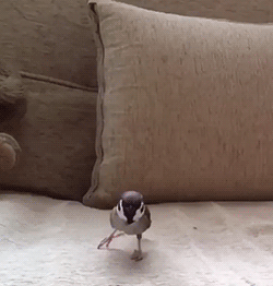 幸好我刹车系统好，不然真撞到镜头上去了动物gif搞笑图片