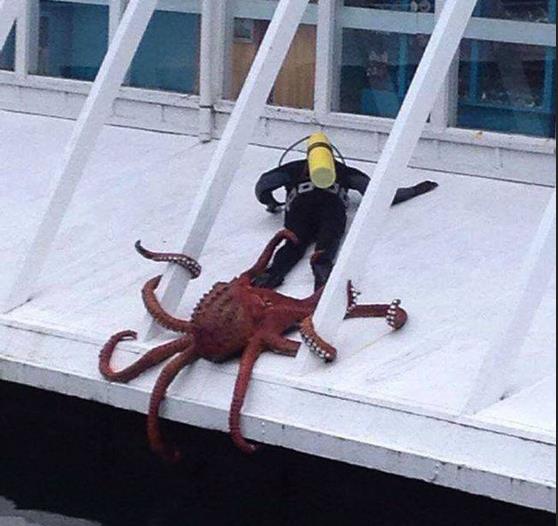 潜水员：我以后再也不要下水了动物gif搞笑图片