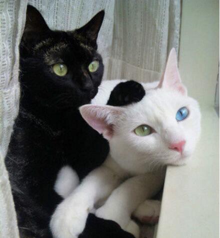 你俩在一起会生出熊猫来么动物gif搞笑图片