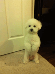 我就不去动物gif搞笑图片