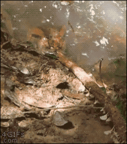 摄影师，你确定它已经死了？好吧，我确定摄影师已经死了动物gif搞笑图片