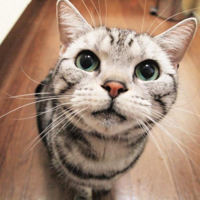 论拍照角度的重要性动物gif搞笑图片