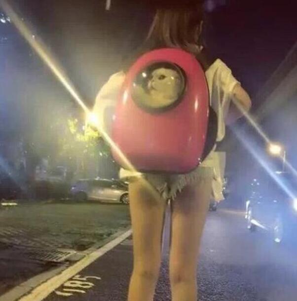 猫咪专用包动物gif搞笑图片