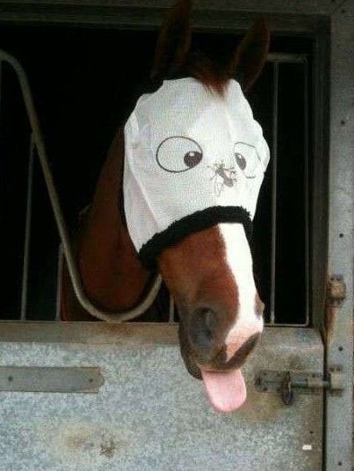 主人我恨你……动物gif搞笑图片