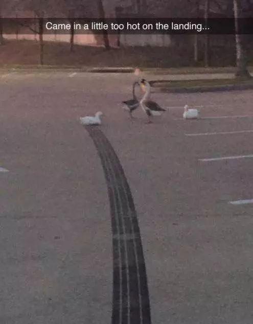 刹车很稳的鸭子~动物gif搞笑图片