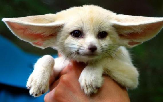 太勾引人了动物gif搞笑图片