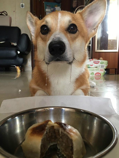 宝宝想吃，但宝宝不说动物gif搞笑图片