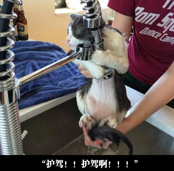 此刻的它是不是在想什么可怕的事动物gif搞笑图片