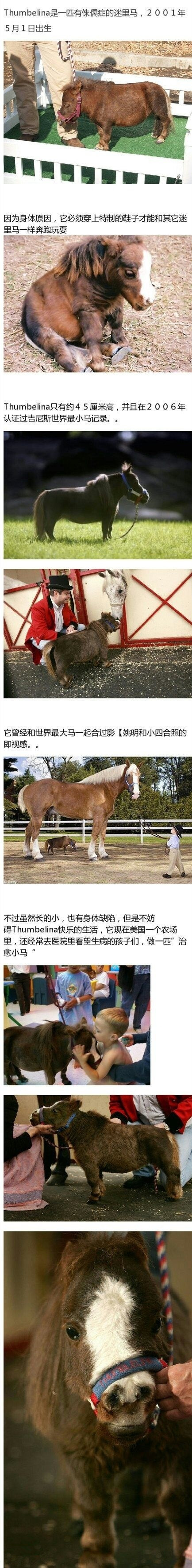 萌萌哒有木有～???动物gif搞笑图片