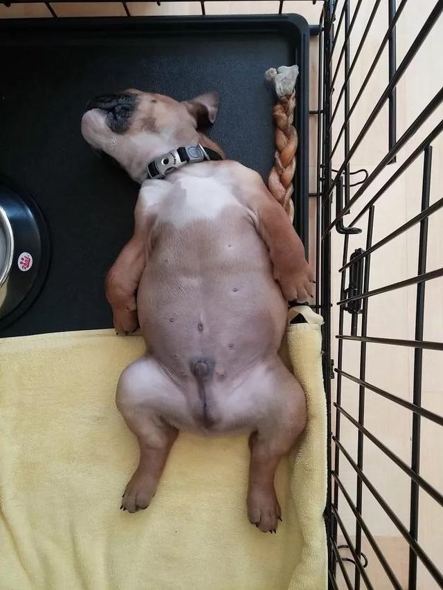 。。。敢问这是狗睡觉的姿势吗？动物gif搞笑图片