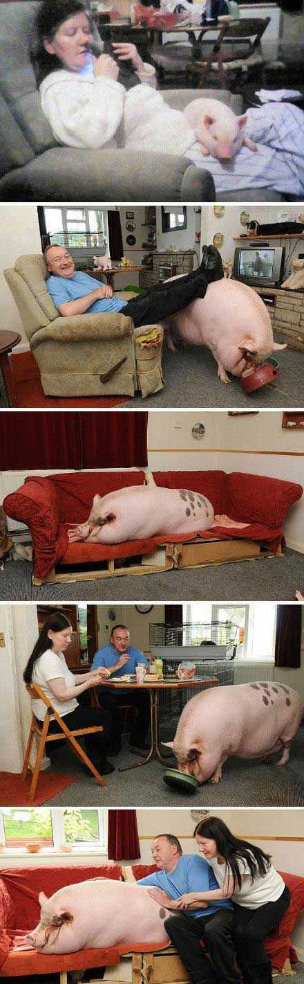 18个月前……它是一只250镑买来的号称迷你猪的宠物动物gif搞笑图片