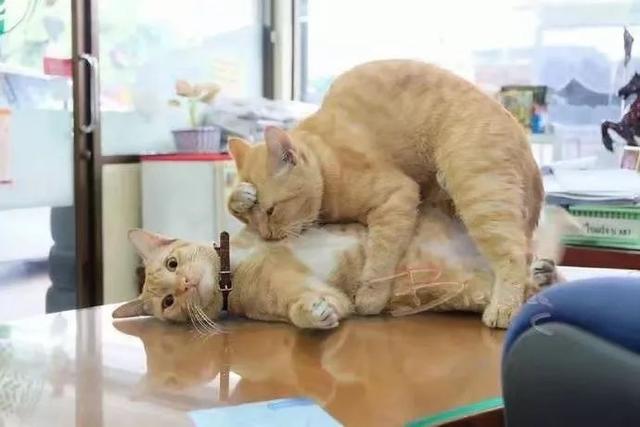 就算你得到我的人，也得不到我的心....动物gif搞笑图片