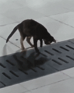 喵星人的捕猎技巧动物gif搞笑图片