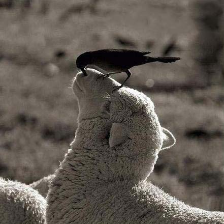 这鼻子抠得舒服极了动物gif搞笑图片