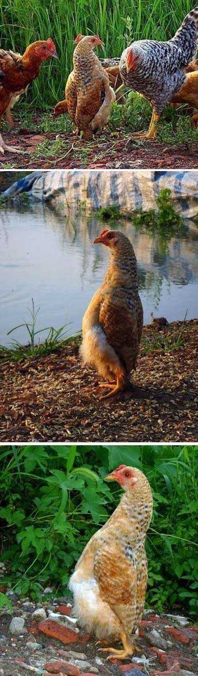 为什么我不能鹤立鸡群？！动物gif搞笑图片