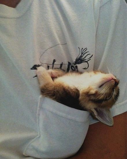 这只小猫总是喜欢在室友口袋里睡觉动物gif搞笑图片