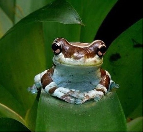 看够了吗？动物gif搞笑图片