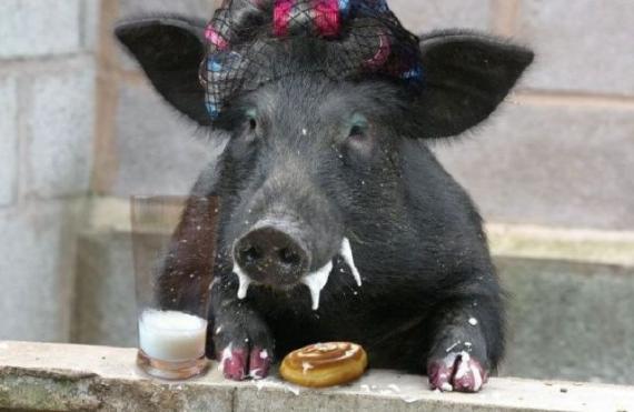 猪 命真好动物gif搞笑图片