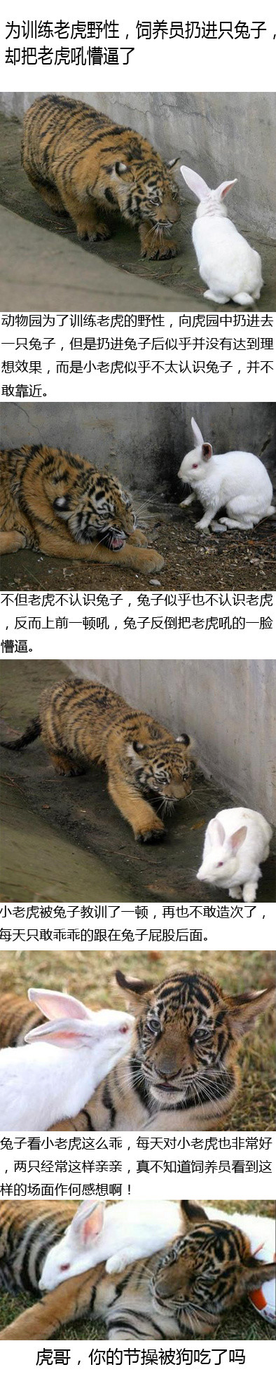 山中之王，你的节操呢动物gif搞笑图片