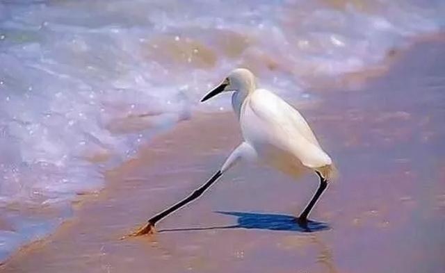 试探动物gif搞笑图片