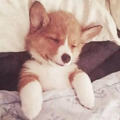 睡这么香，真让人羡慕动物gif搞笑图片