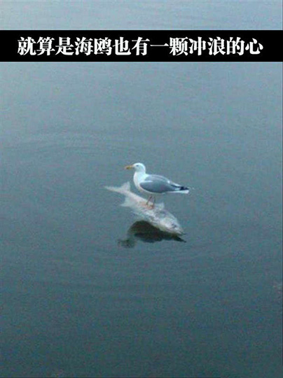 就算是海鸥也有一颗冲浪的心动物gif搞笑图片