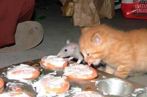 搁置争议，共同开发动物gif搞笑图片