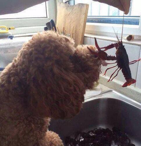 为了发朋友圈竟然酱紫对我动物gif搞笑图片