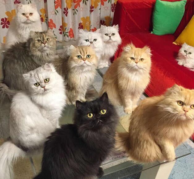 家里有一群陛下是怎样一种体验：水浅王八多，遍地是大哥动物gif搞笑图片