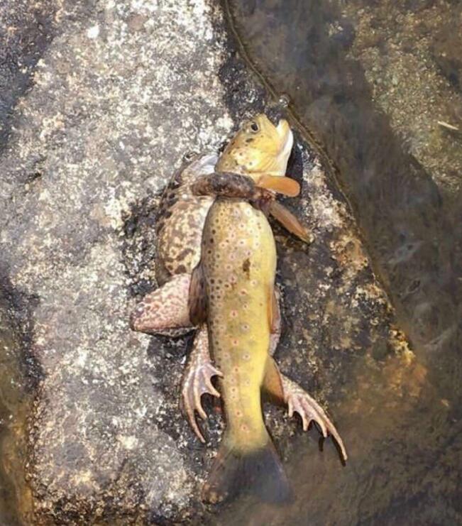 我感受到了窒息动物gif搞笑图片