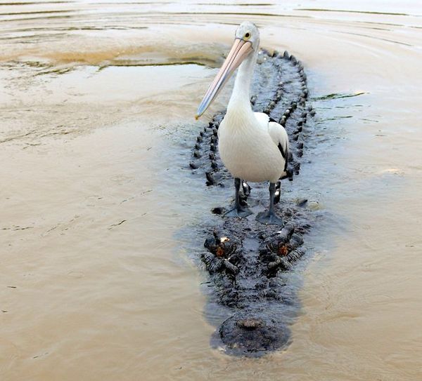 危险的渡船动物gif搞笑图片
