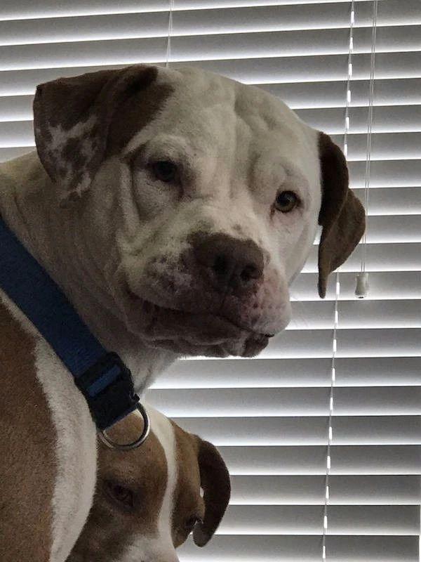 一脸的老大气质动物gif搞笑图片