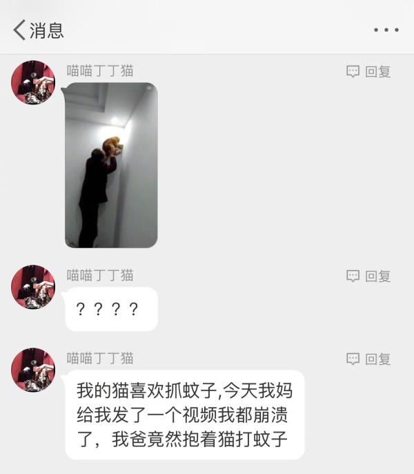 还是爸爸会养猫动物gif搞笑图片