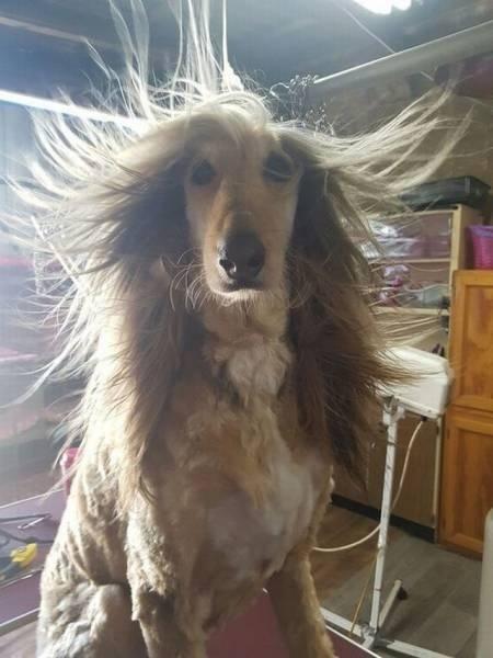 飘柔就是这么自信动物gif搞笑图片