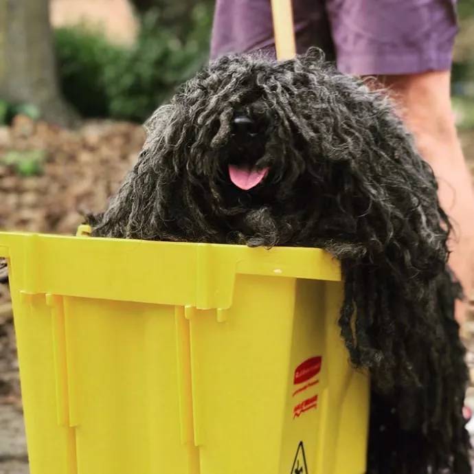 根本就不用化妆，一根棍搞定，年度cos之王必须是你了动物gif搞笑图片