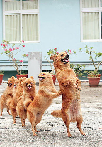 这是在玩老鹰捉小鸡吗？动物gif搞笑图片