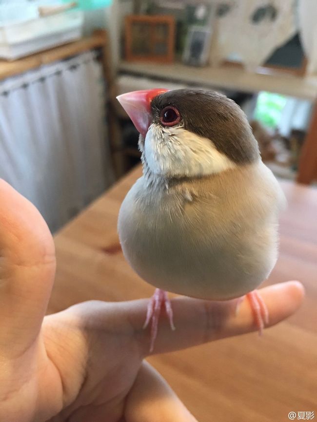 经过严谨的科学实验，得出一只文鸟在手上溶解需要的时间是：8分钟动物gif搞笑图片