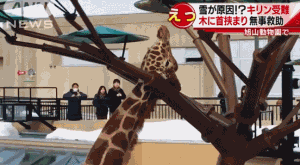 一只想不开的长颈鹿动物gif搞笑图片