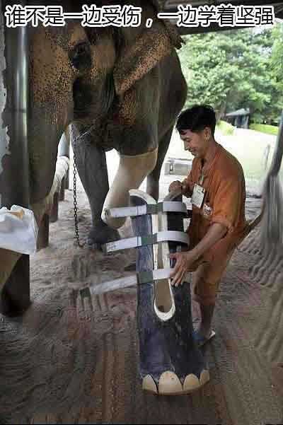 谁不是一边受伤，一边学着坚强动物gif搞笑图片