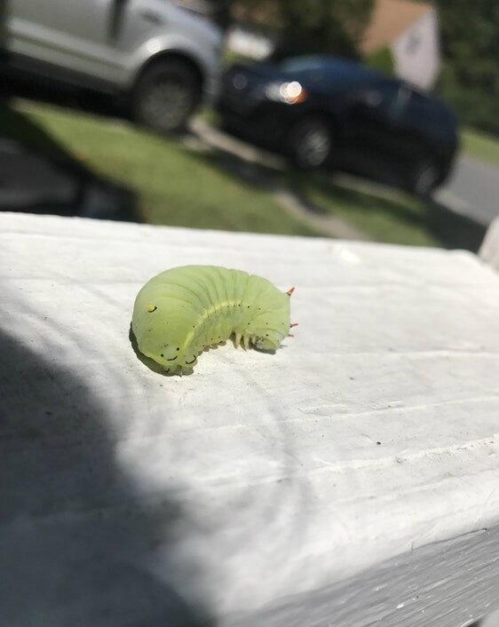 它好像在对我笑动物gif搞笑图片